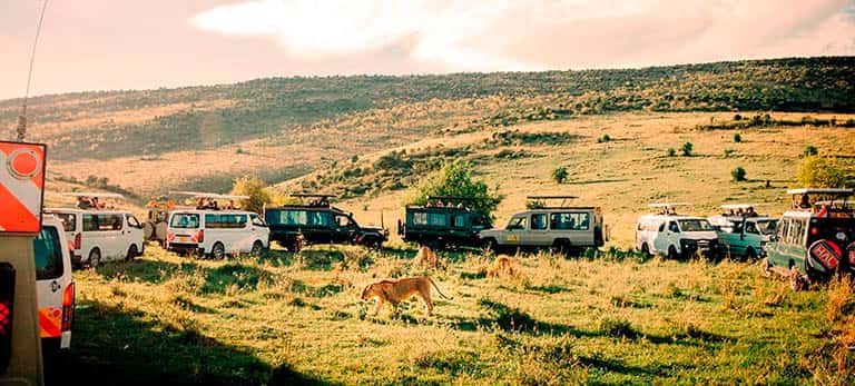 Choisissez un bon opérateur de safari pour éviter de voir ceci